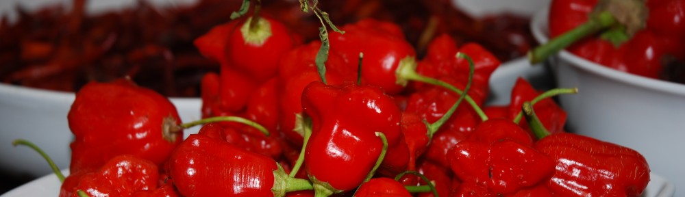 STARTING WITH CHILLIS – WHICH WILL YOU CHOOSE?  PLANTS OR SEEDS?