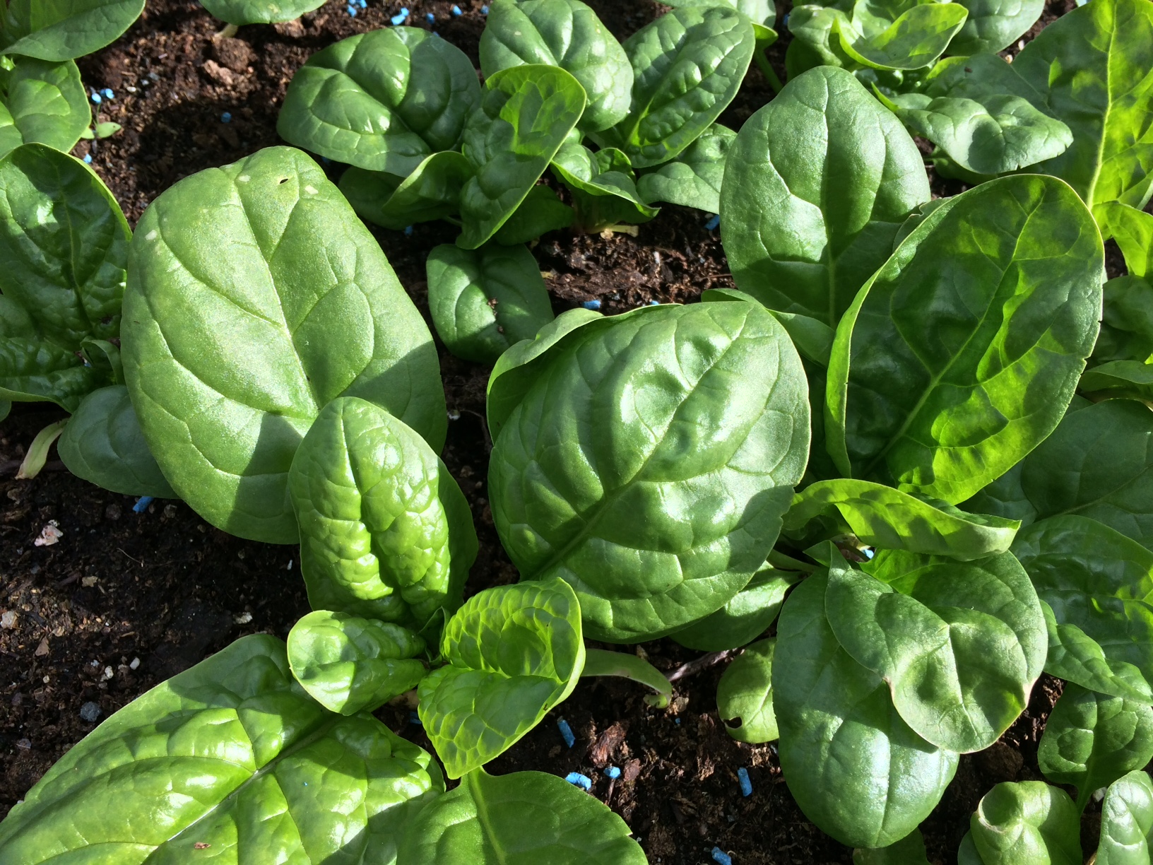 Growing Summer spinach LEARN HOW TO GARDEN