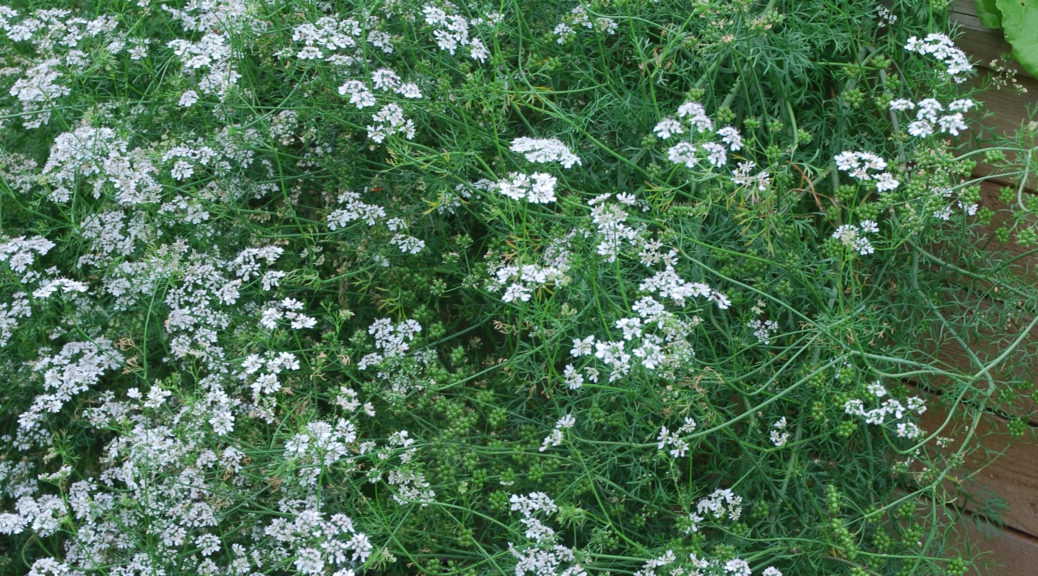 Green coriander seeds LEARN HOW TO GARDEN